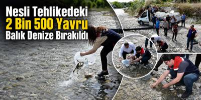 Nesli Tehlikedeki 2 Bin 500 Yavru Balık Denize Bırakıldı
