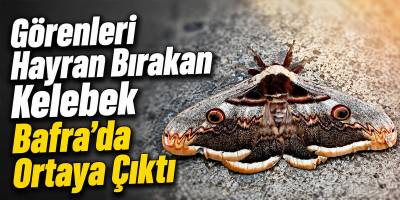 Görenleri Hayran Bırakan Kelebek Bafra’da Ortaya Çıktı