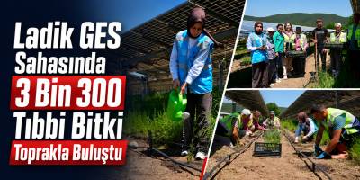 Ladik GES Sahasında 3 Bin 300 Tıbbi Bitki Toprakla Buluştu