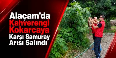 Alaçam’da Kahverengi Kokarcaya Karşı Samuray Arısı Salındı
