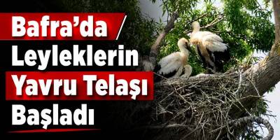 Bafra’da Leyleklerin Yavru Telaşı Başladı