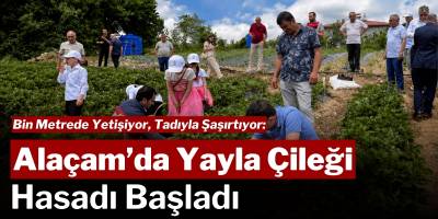 Bin Metrede Yetişiyor, Tadıyla Şaşırtıyor: Alaçam’da Yayla Çileği Hasadı Başladı