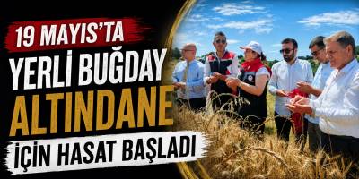 19 Mayıs’ta Yerli Buğday Altındane İçin Hasat Başladı