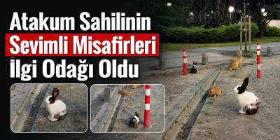 Atakum Sahilinin Sevimli Misafirleri İlgi Odağı Oldu