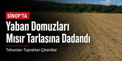 Sinop’ta Yaban Domuzları Tarlaya Dadandı: Tohumları Topraktan Çıkardılar