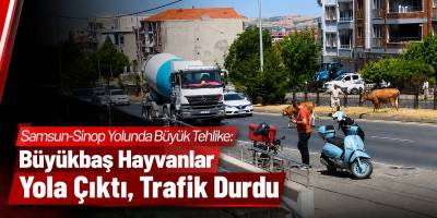 Samsun-Sinop Yolunda Büyük Tehlike: Büyükbaş Hayvanlar Yola Çıktı, Trafik Durdu