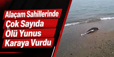 Alaçam Sahillerinde Çok Sayıda Ölü Yunus Karaya Vurdu