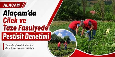 Alaçam’da Çilek ve Taze Fasulyede Pestisit Denetimi