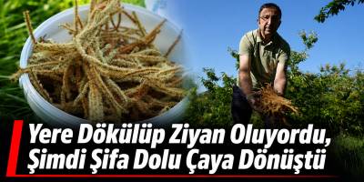 Yere Dökülüp Ziyan Oluyordu, Şimdi Şifa Dolu Çaya Dönüştü