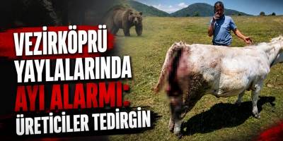 Vezirköprü Yaylalarında Ayı Alarmı: Üreticiler Tedirgin