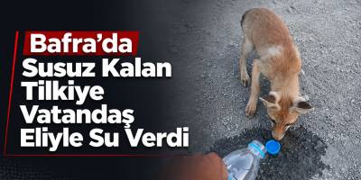 Bafra’da Susuz Kalan Tilkiye Vatandaş Eliyle Su Verdi