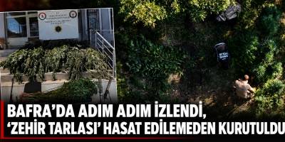 Bafra'da Adım Adım İzlendi, “Zehir Tarlası” Hasat Edilemeden Kurutuldu
