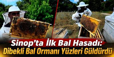 Sinop’ta İlk Bal Hasadı: Dibekli Bal Ormanı Yüzleri Güldürdü
