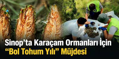 Sinop’ta Karaçam Ormanları İçin “Bol Tohum Yılı” Müjdesi