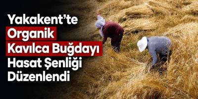 Yakakent’te Organik Kavılca Buğdayı Hasat Şenliği Düzenlendi