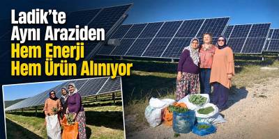 Ladik’te Aynı Araziden Hem Enerji Hem Ürün Alınıyor