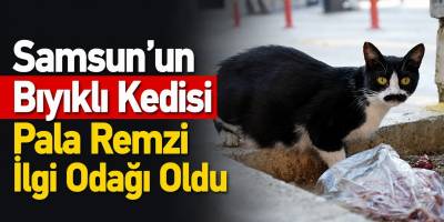Samsun’un Bıyıklı Kedisi Pala Remzi İlgi Odağı Oldu