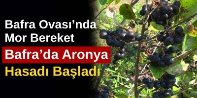 Bafra Ovası’nda Mor Bereket: Bafra’da Aronya Hasadı Başladı