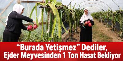 “Burada Yetişmez” Dediler, Ejder Meyvesinden 1 Ton Hasat Bekliyor