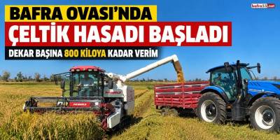 Bafra Ovası’nda Çeltik Hasadı Başladı: Dekar Başına 800 Kiloya Kadar Verim