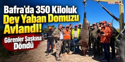 Bafra’da 350 Kiloluk Dev Yaban Domuzu Avlandı! Görenler Şaşkına Döndü