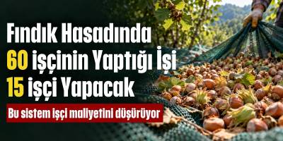 Fındık Hasadında 60 İşçinin Yaptığı İşi 15 İşçi Yapacak