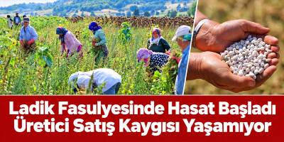 Ladik Fasulyesinde Hasat Başladı Üretici Satış Kaygısı Yaşamıyor