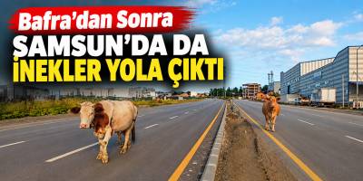 Bafra’dan Sonra Samsun’da da İnekler Yola Çıktı