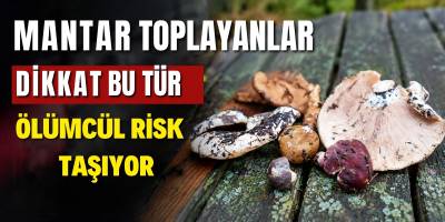 Mantar Toplayanlar Dikkat Bu Tür Ölümcül Risk Taşıyor