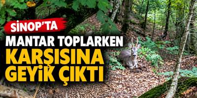 Sinop’ta Mantar Toplarken Karşısına Geyik Çıktı