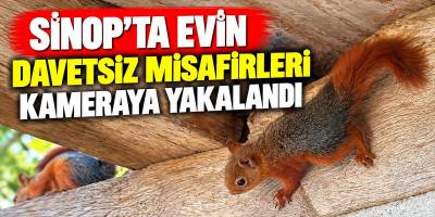Sinop’ta Evin Davetsiz Misafirleri Kameraya Yakalandı