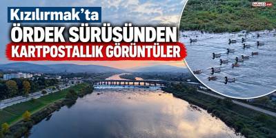 Kızılırmak’ta Ördek Sürüsünden Kartpostallık Görüntüler