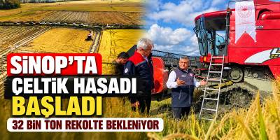 Sinop’ta Çeltik Hasadı Başladı 32 Bin Ton Rekolte Bekleniyor