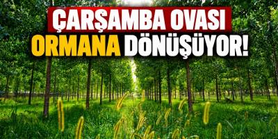 Çarşamba Ovası Ormana Dönüşüyor! Üreticilerden Dikkat Çeken Sözler
