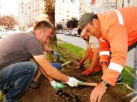 BAFRA YAZA HAZIRLANIYOR