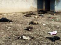 Köpekler Küçükbaş Hayvanları Telef Etti