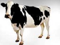 1 İNEK  İÇİN 10 YARALI