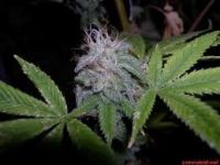 BAFRADA 150 KÖK HİNT KENEVİRİ ELE GEÇİRİLDİ