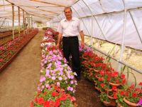 SARKIK PETUNYALAR YAZA MERHABAYA HAZIRLANIYOR