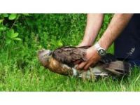 BELEDİYE YARALI ŞAHİNE SAHİP ÇIKTI