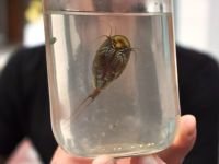 İLGİNÇ SU CANLISI İLGİ ODAĞI OLDU