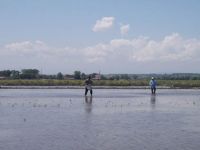 BAFRA OVASINDA 100 BİN DEKAR ALANDA PİRİNÇ EKİLDİ