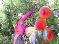 ŞEFTALİDE İLK ÜRÜN TAT VERMEDİ