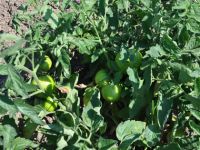 DOMATES VE BİBER PAZARA İNECEK