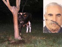 KIZGIN BOĞA SAHİBİNİ ÖLDÜRDÜ