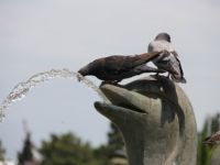 SICAK HAVA HAYVANLARI DA ETKİLİYOR