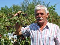 BAFRADA ORGANİK BÖĞÜRTLEN ÜRETİMİ