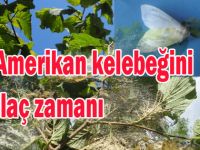 AMERİKAN BEYAZ KELEBEĞİ MÜCADELE ZAMANI