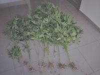 BAFRA’DA HİNT KENEVİRİ ELE GEÇİRİLDİ