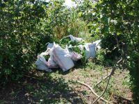 MISIR TARLASINA UYUŞTURUCU BASKINI